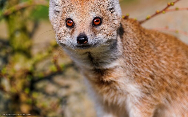 Mongoose in Forest