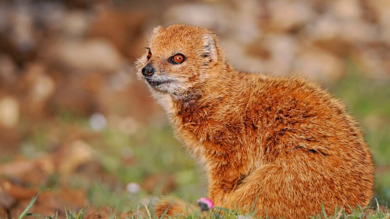 mongoose in grassy area