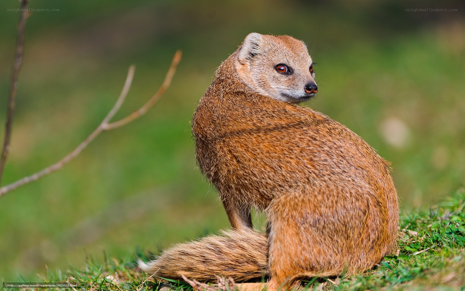 mongoose in grassy field