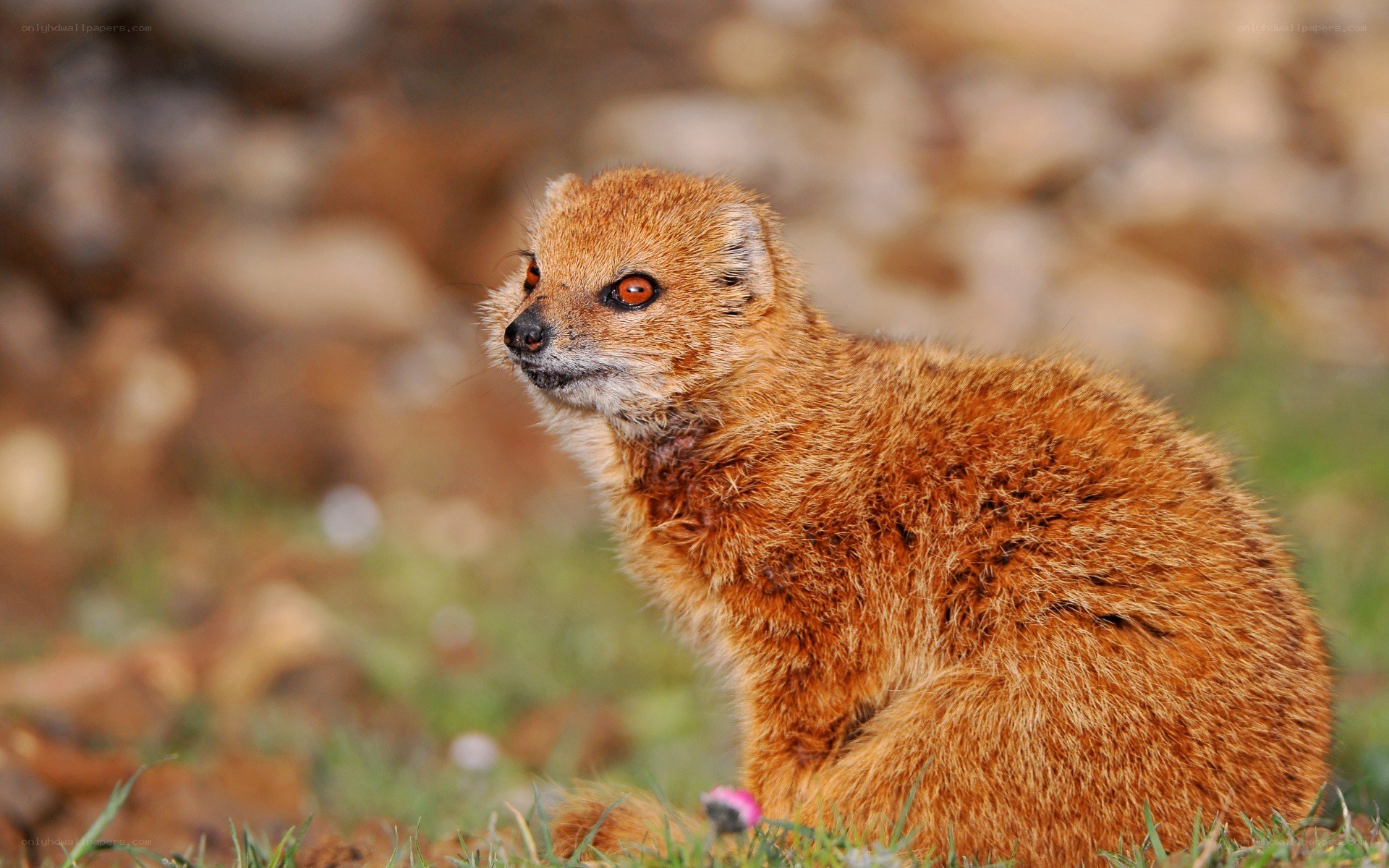 mongoose in grassy field