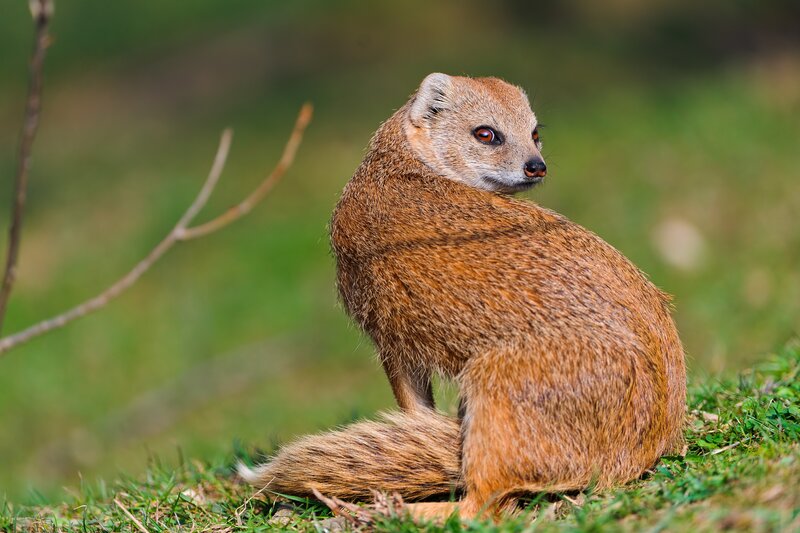 mongoose in grassy field