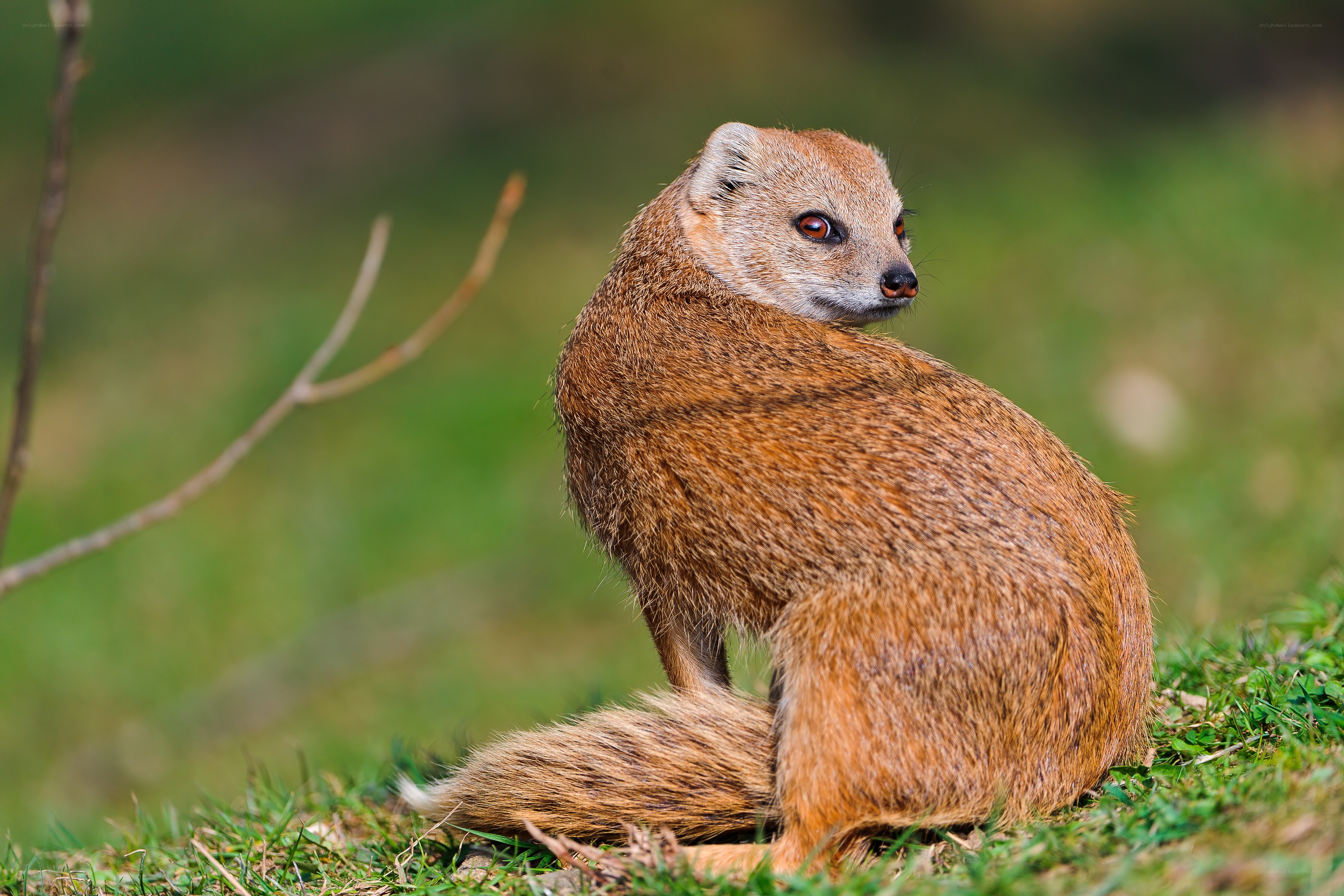 mongoose in grassy field