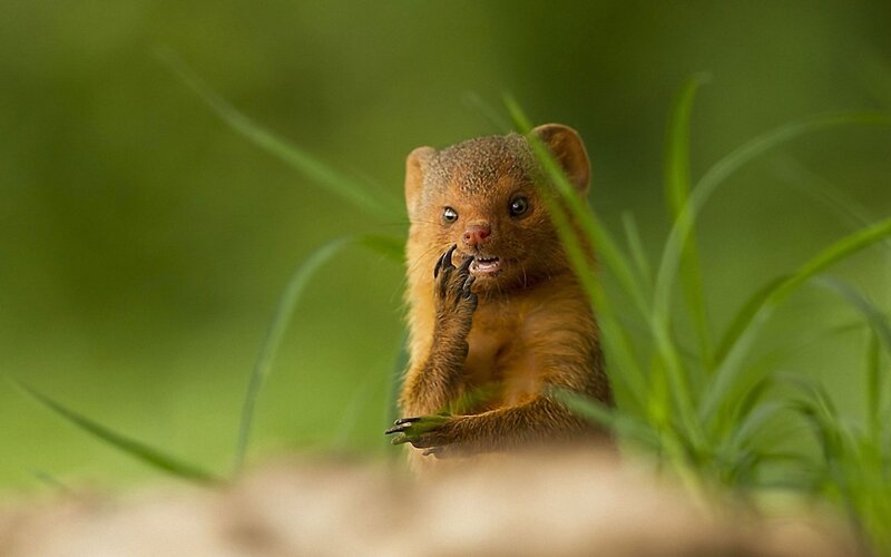 Mongoose in the grass