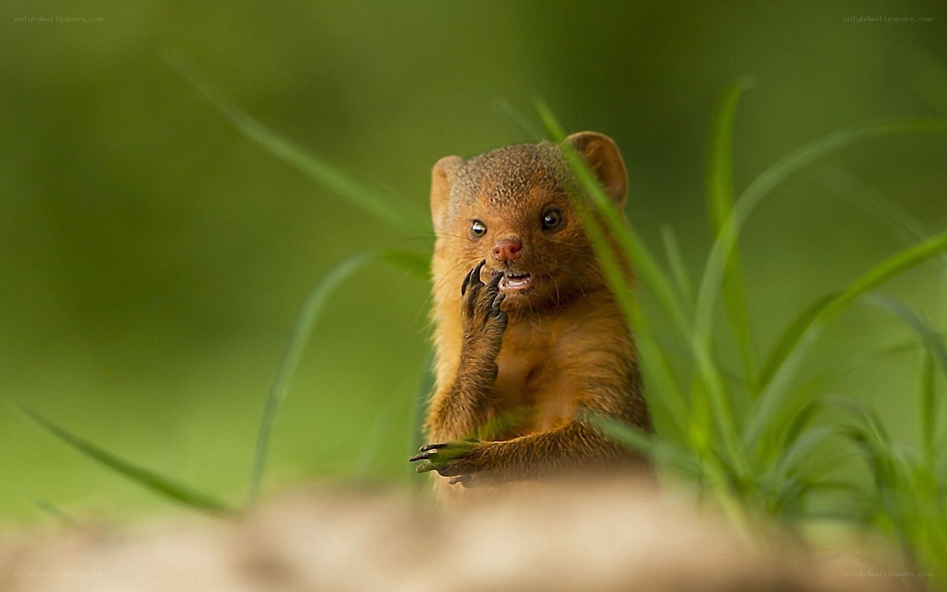 Mongoose in the grass