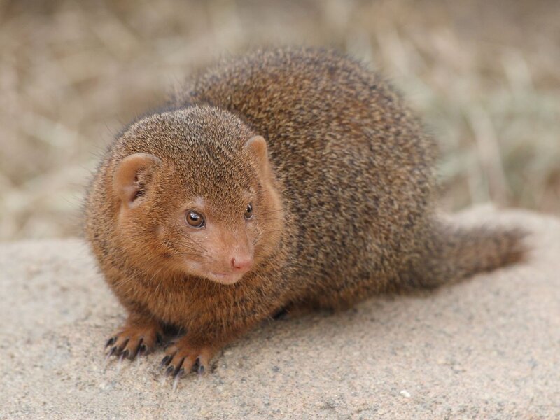 mongoose on a rock