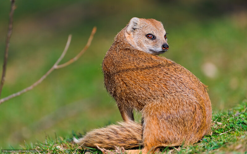 Mongoose on Grass