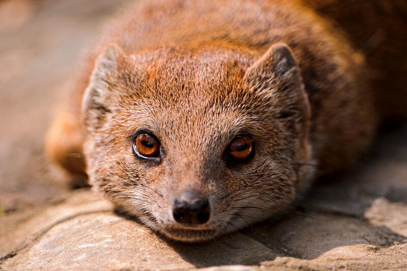 Mongoose on Stone