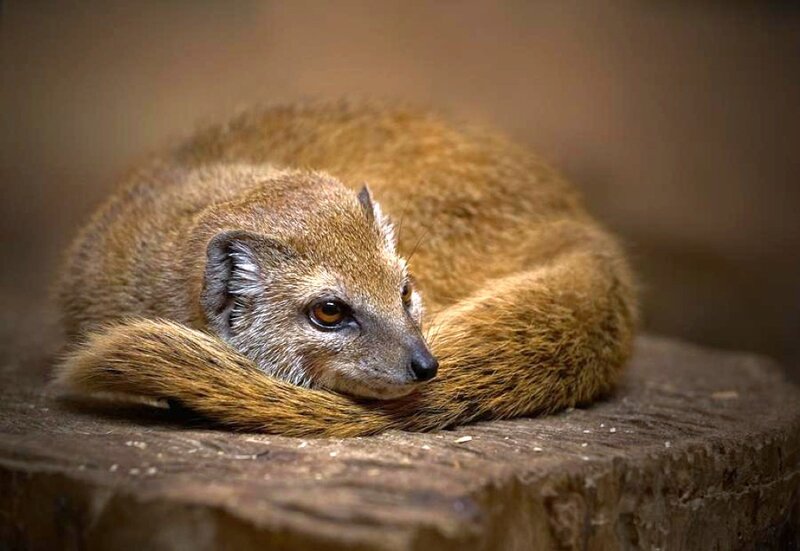 Mongoose on Wooden Stump