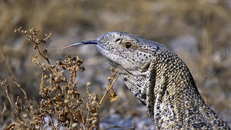 Monitor Lizard in Desert