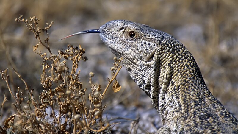 monitor lizard in dry vegetation
