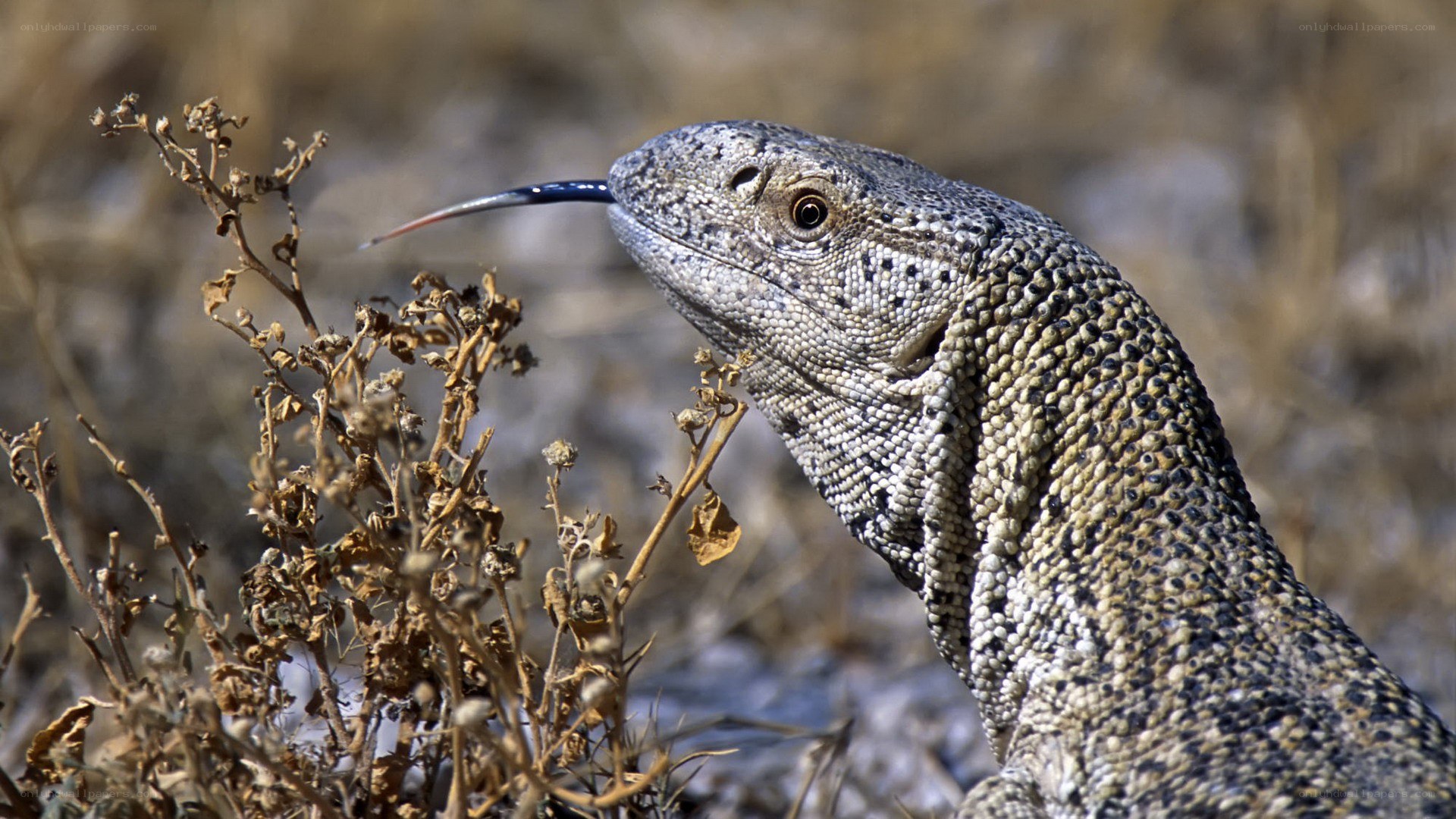 monitor lizard in dry vegetation