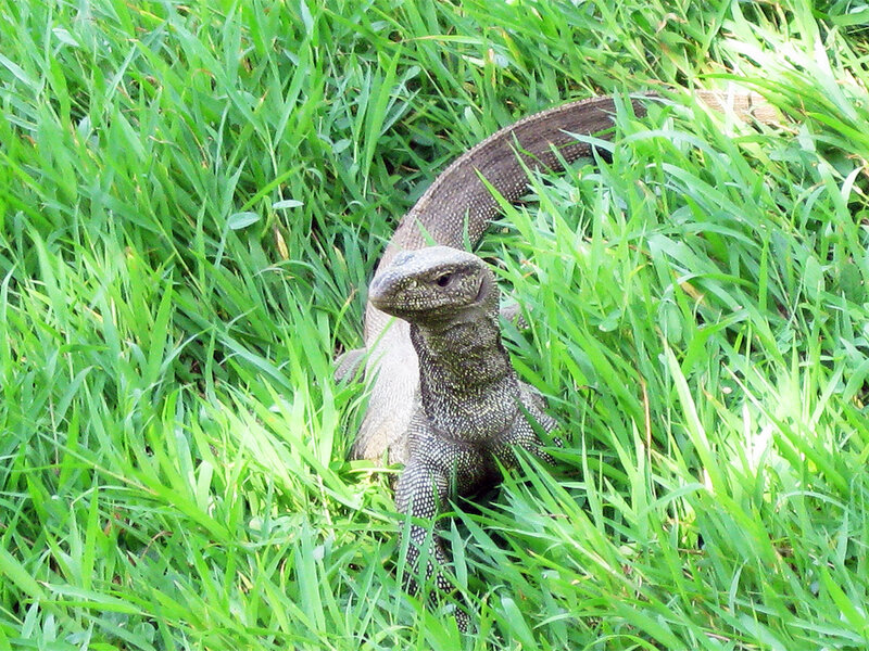 Monitor Lizard in Grass — Green, Natural