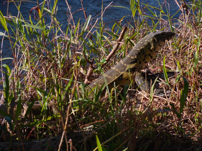 Monitor Lizard in Grass — Green