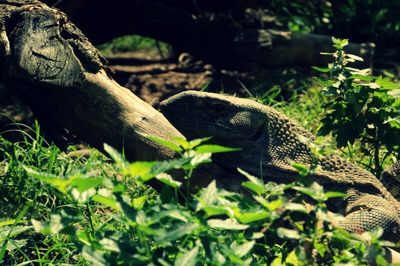 monitor lizard in grass