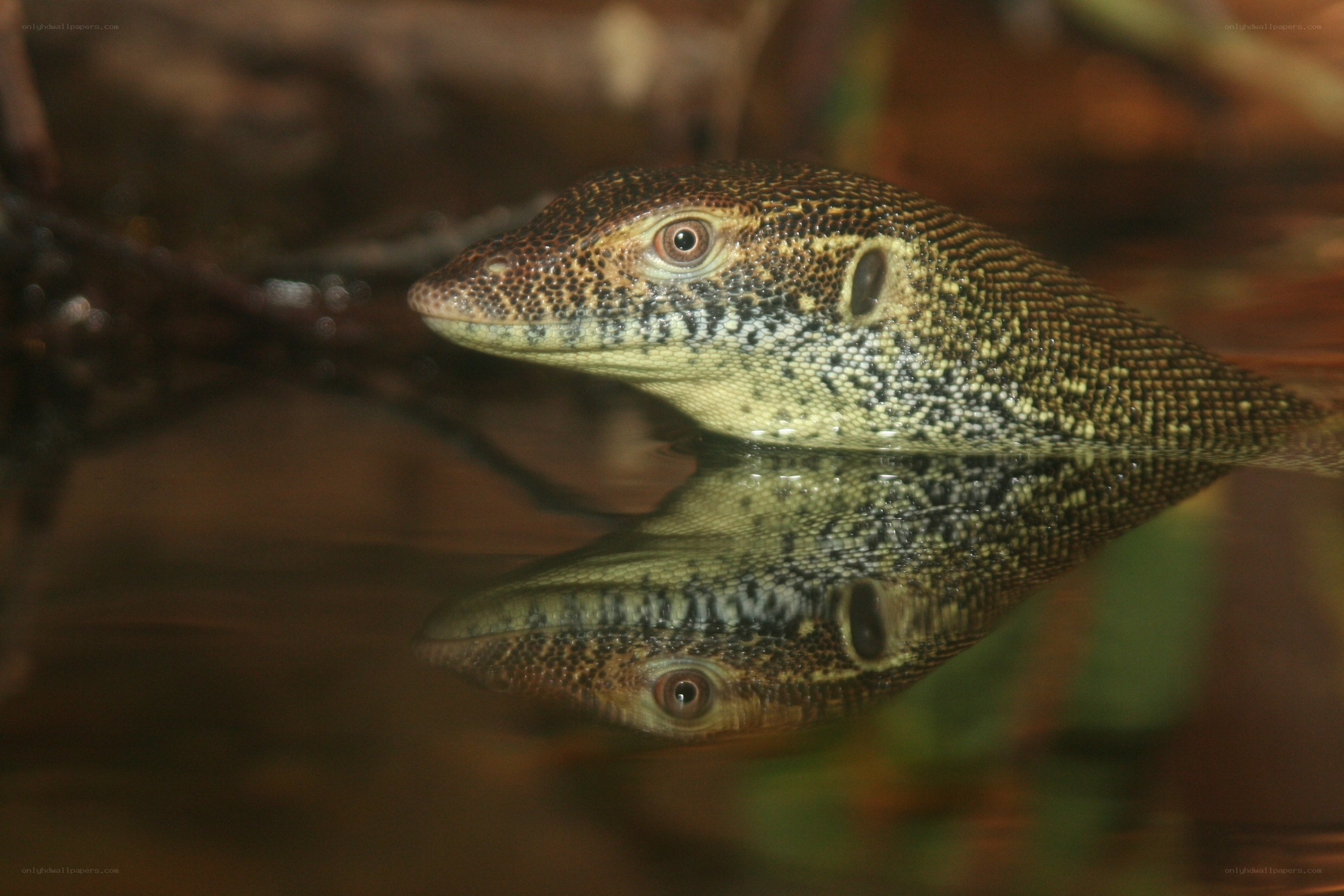Monitor lizard in water