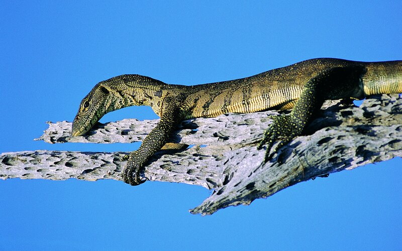 Monitor lizard on a branch