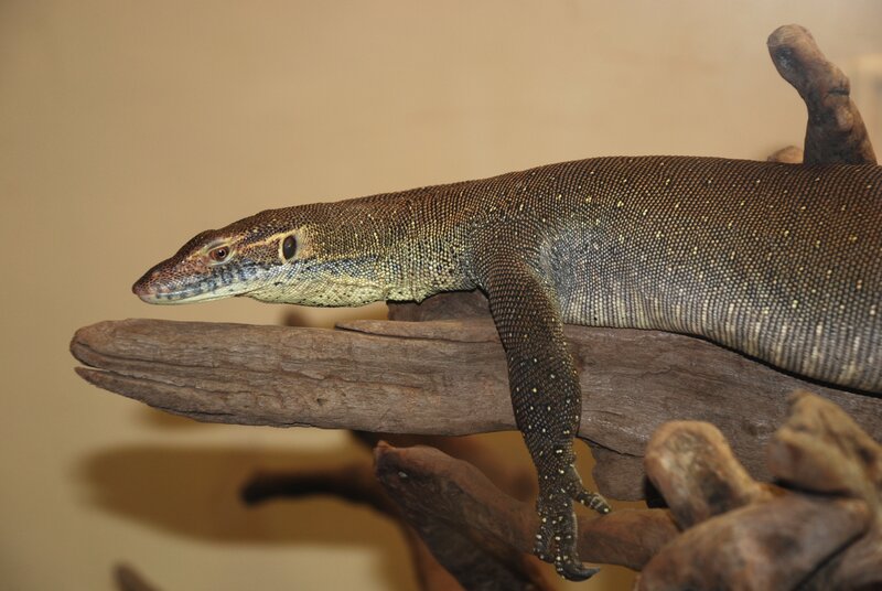 monitor lizard on a branch