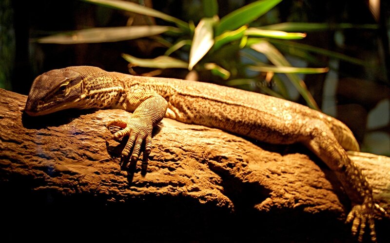 monitor lizard on a log