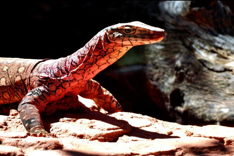 monitor lizard on a rock
