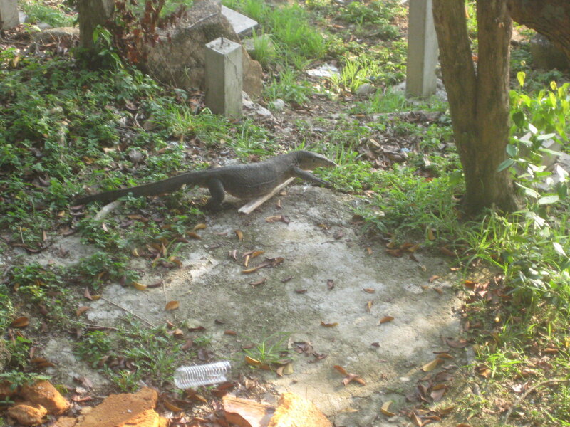 Monitor lizard on a stone path