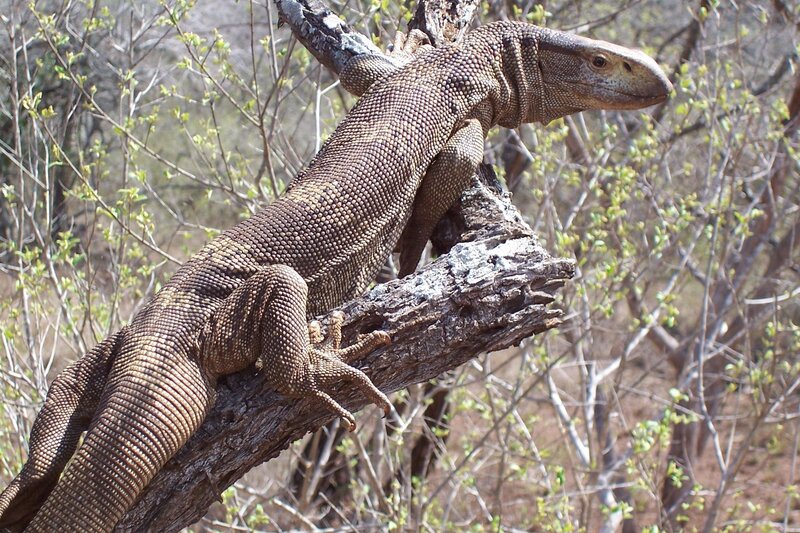 Monitor lizard on a tree branch
