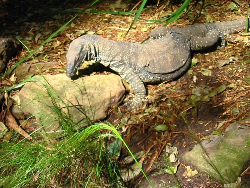 Monitor lizard on forest floor