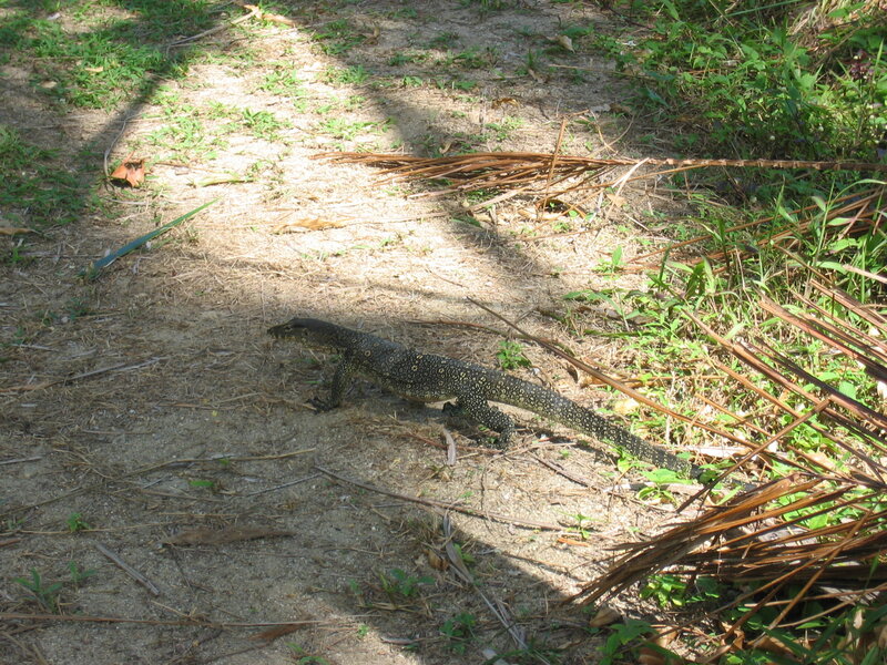 Monitor lizard on forest path