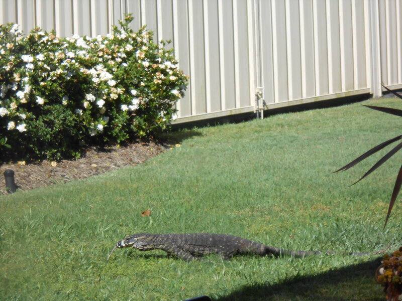 Monitor Lizard on Grass