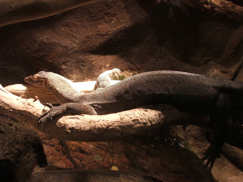 Monitor Lizard on Log