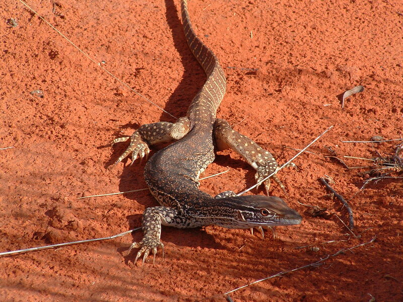 monitor lizard on red sand