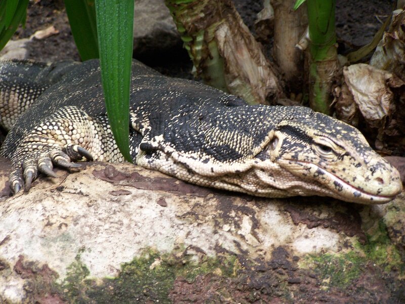 Monitor Lizard on Rock — Black