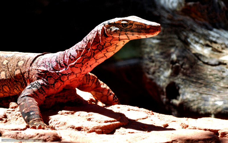 monitor lizard on rock