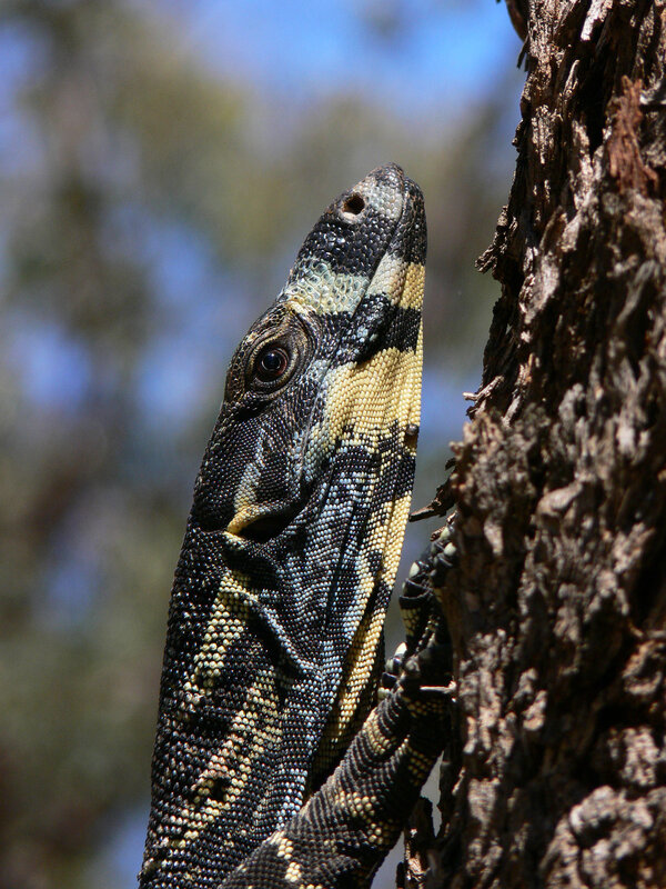 monitor lizard on tree trunk