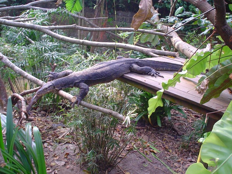 Monitor lizard on wooden platform