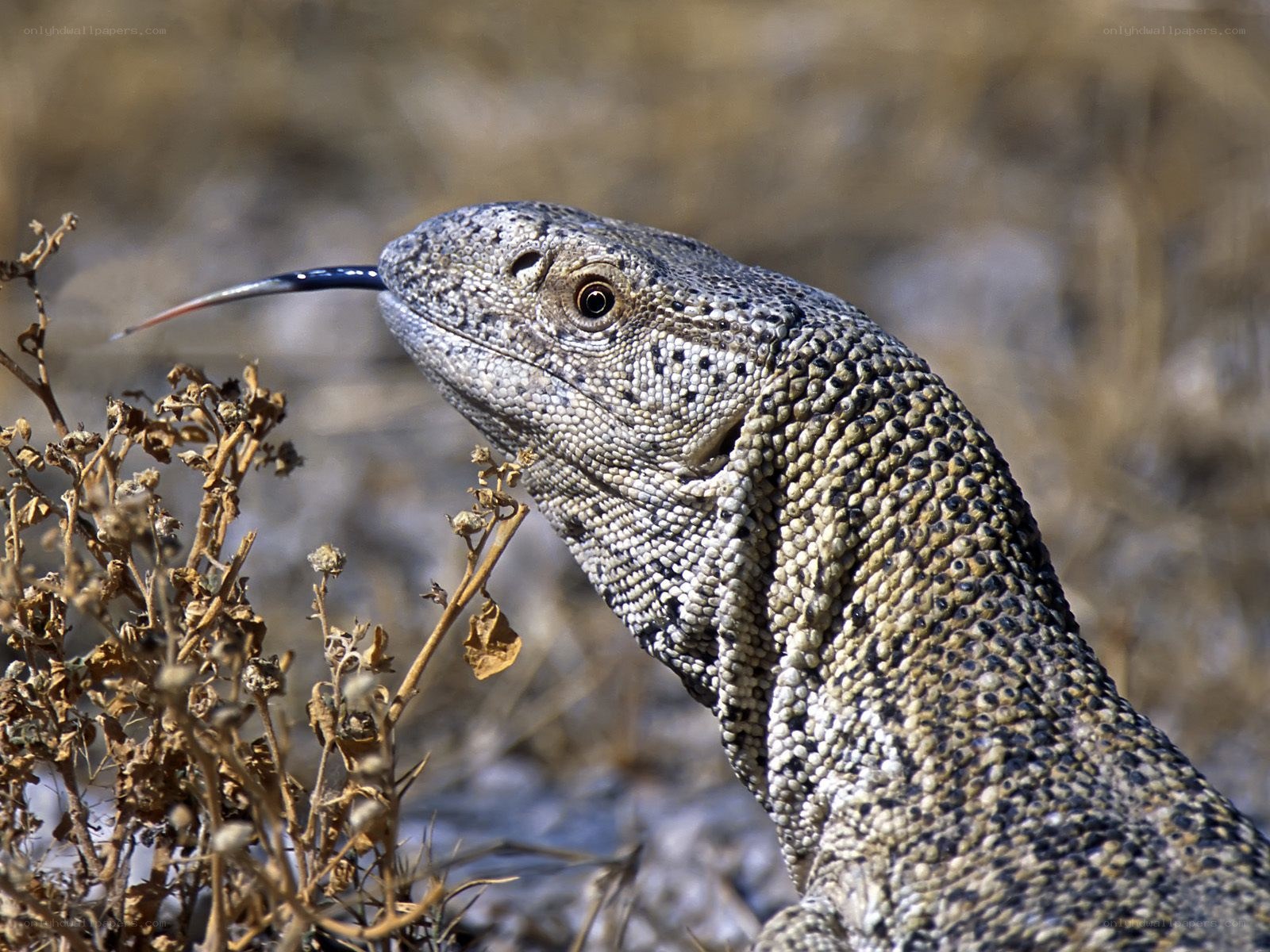 monitor lizard with forked tongue