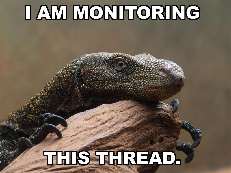 monitoring lizard meme