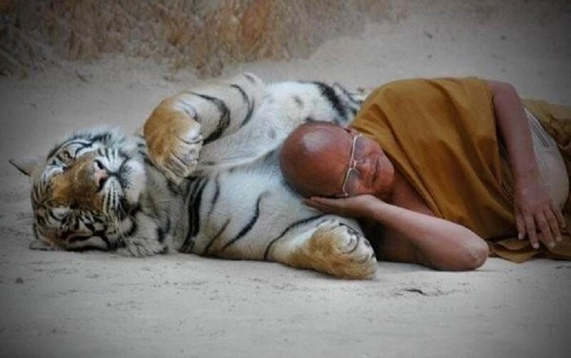 Monk and Tiger Sleeping