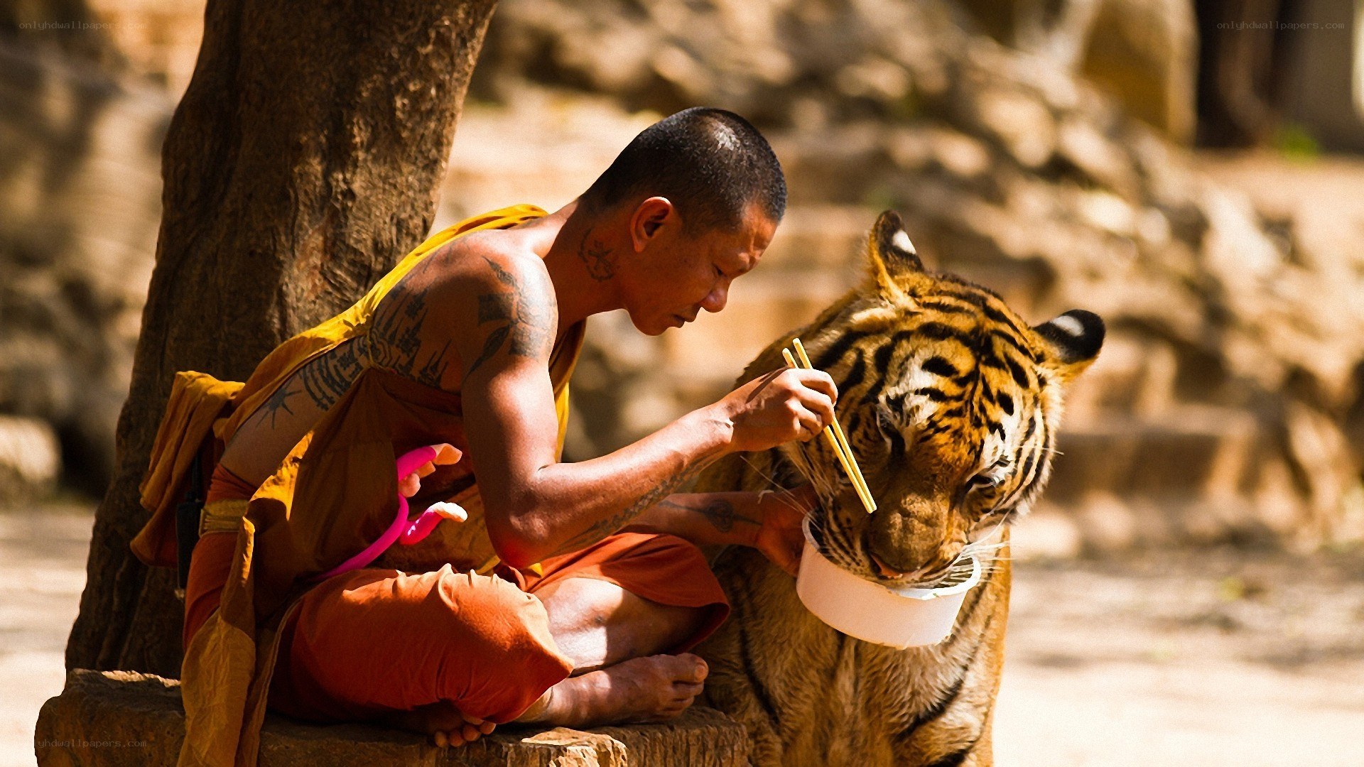 Monk feeding a tiger