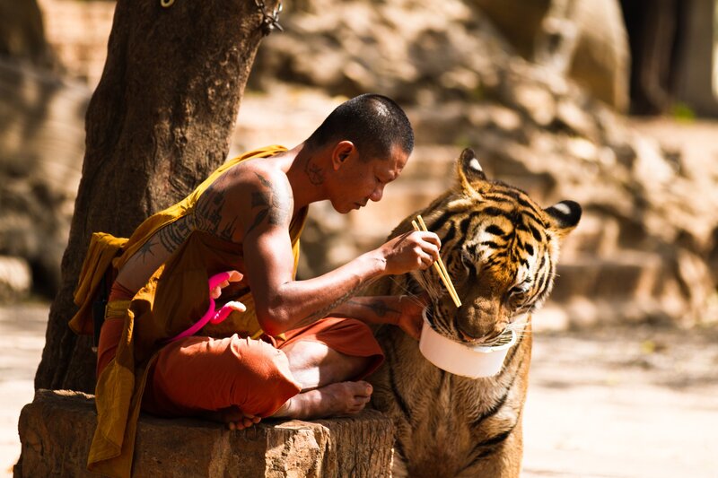 Monk feeding a tiger