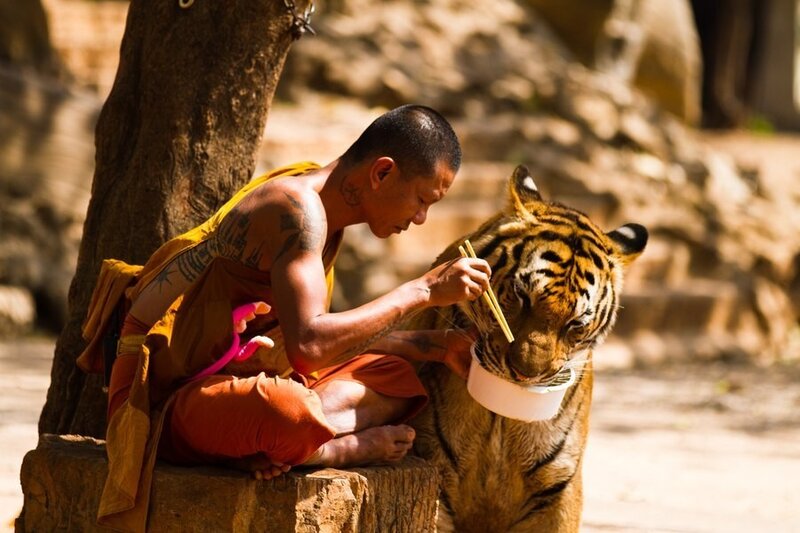 Monk Feeding Tiger — Brown, Calm