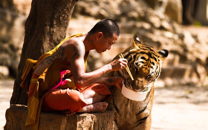 Monk Feeding Tiger — Brown