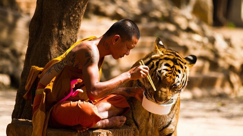 Monk Feeding Tiger — Orange, Calm, Afternoon