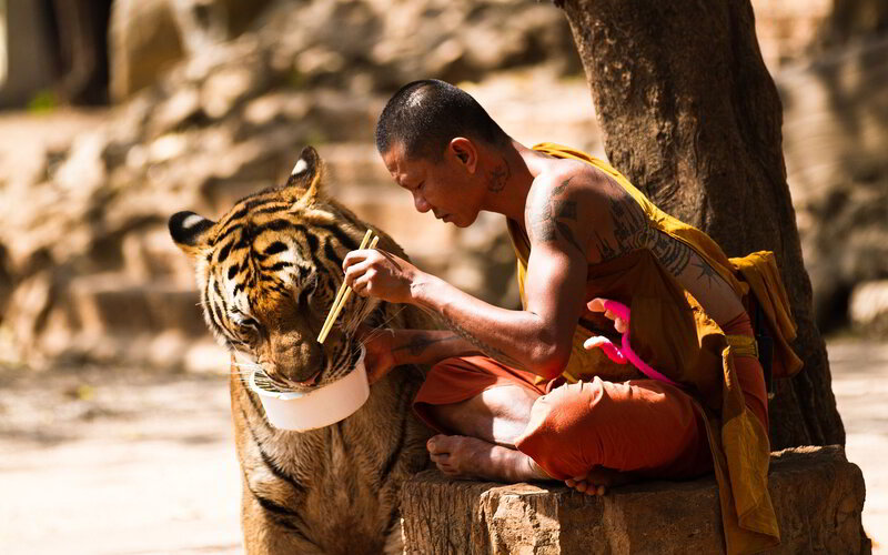 Monk Feeding Tiger — Orange, Calm