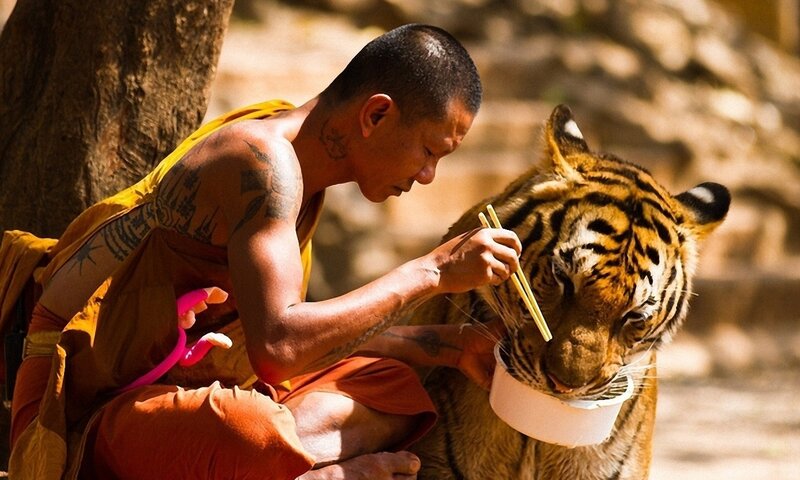 Monk Feeding Tiger — Orange