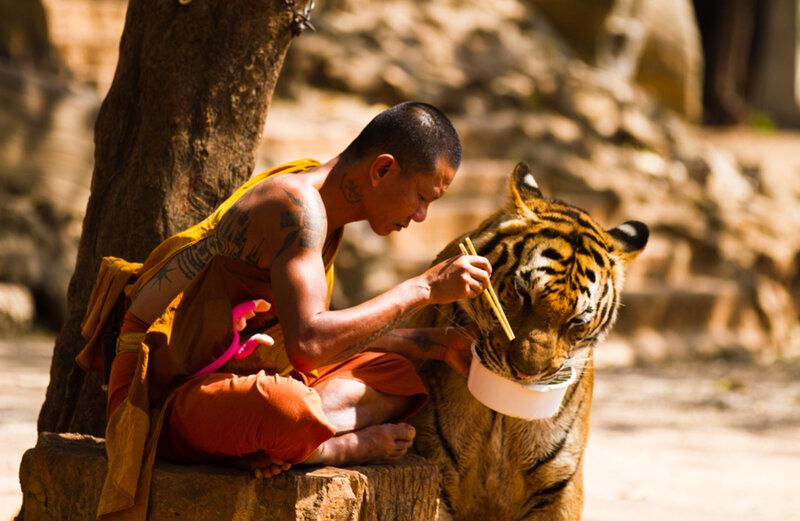 Monk Feeding Tiger