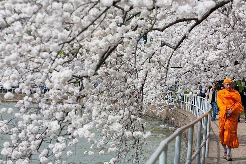 Monk walking under cherry blossoms
