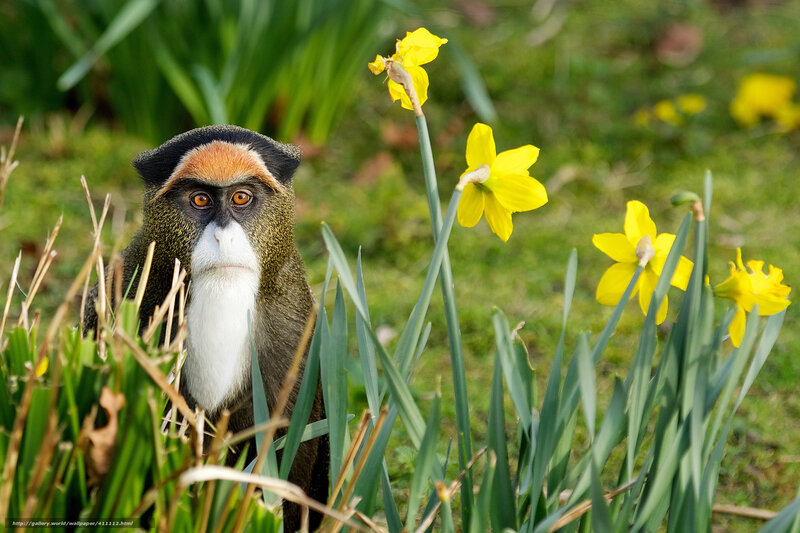Monkey Among Daffodils — Yellow