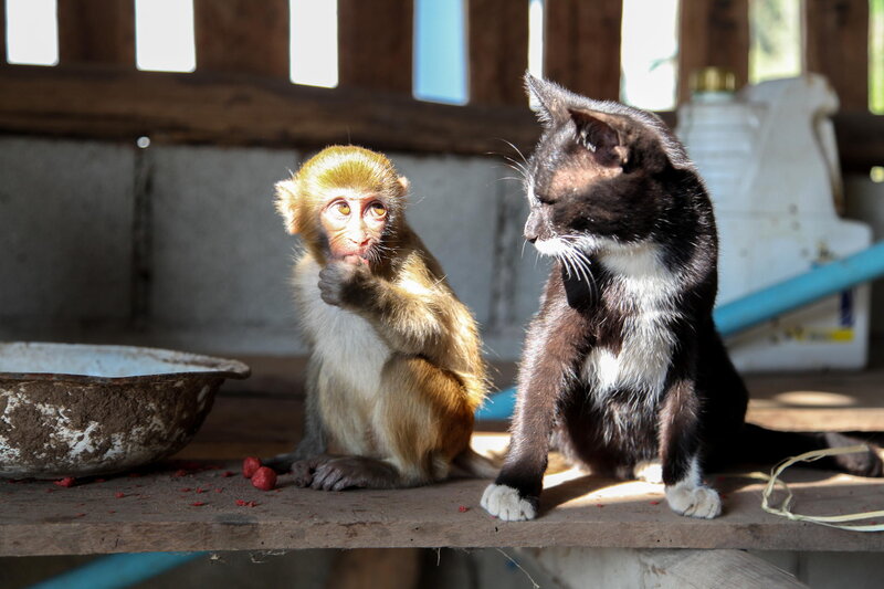 Monkey and Cat Sitting