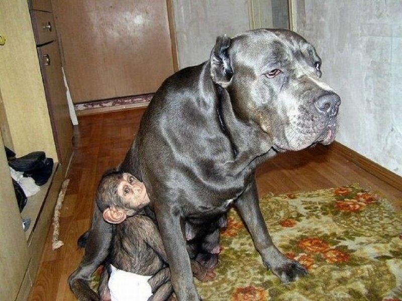 Monkey and Dog Together