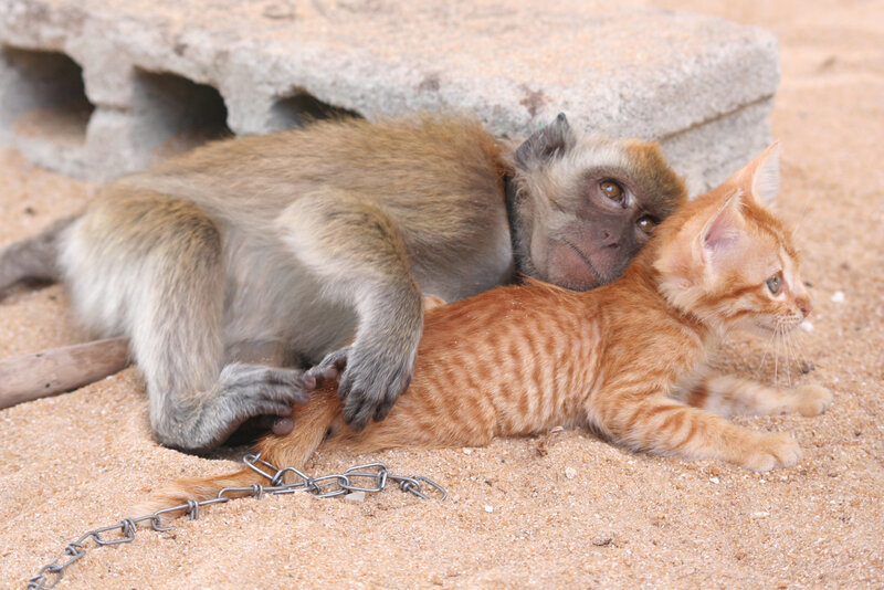 Monkey and Kitten